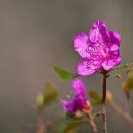 樱桃视频最新地址入口 h3ope44